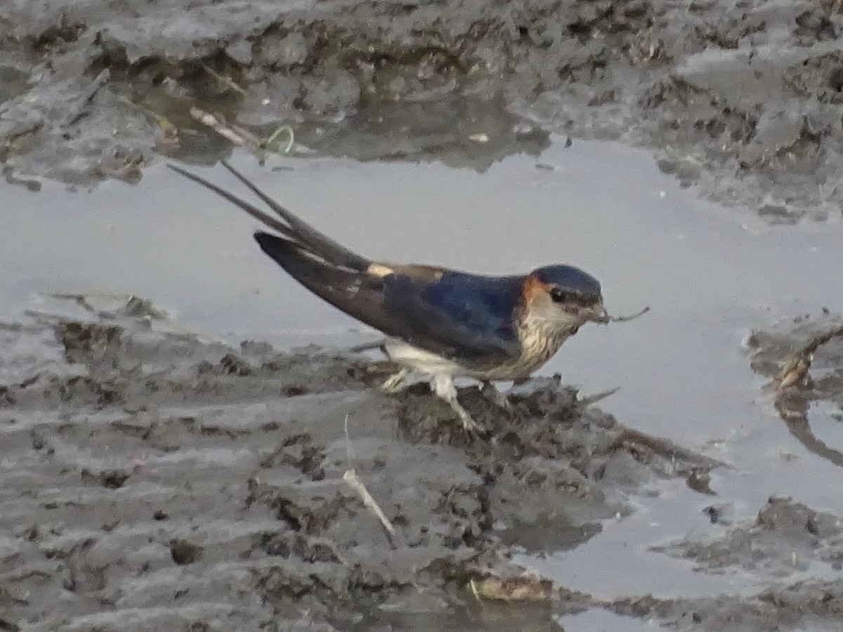 Red-rumped Swallow - ML620703686