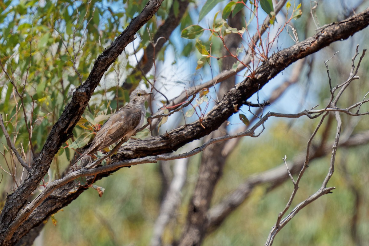 Fan-tailed Cuckoo - ML620703688