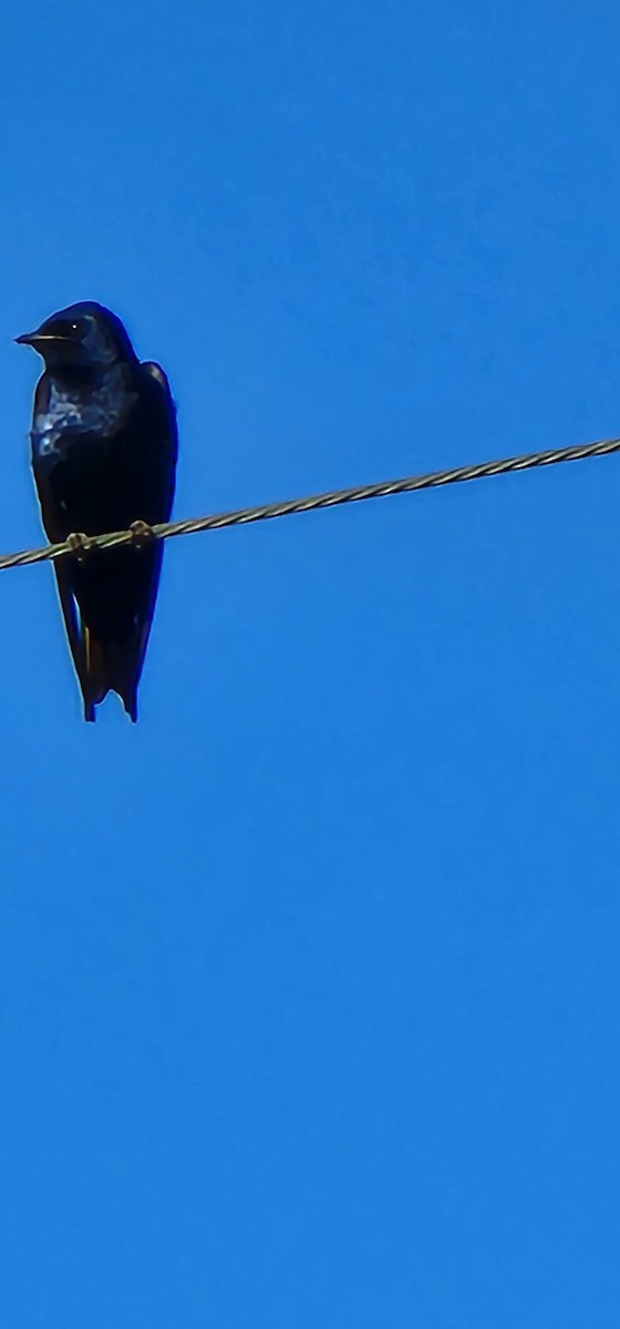 Purple Martin - ML620703689