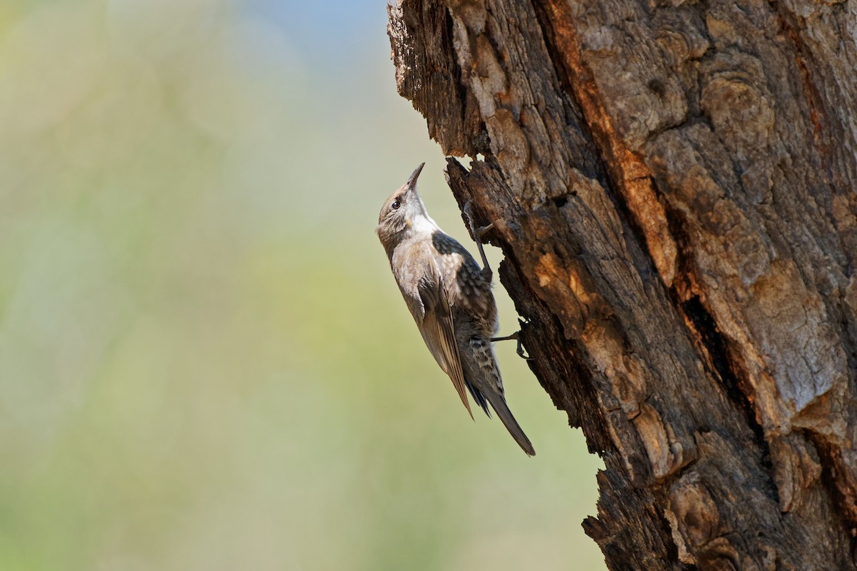 White-throated Treecreeper - ML620703691