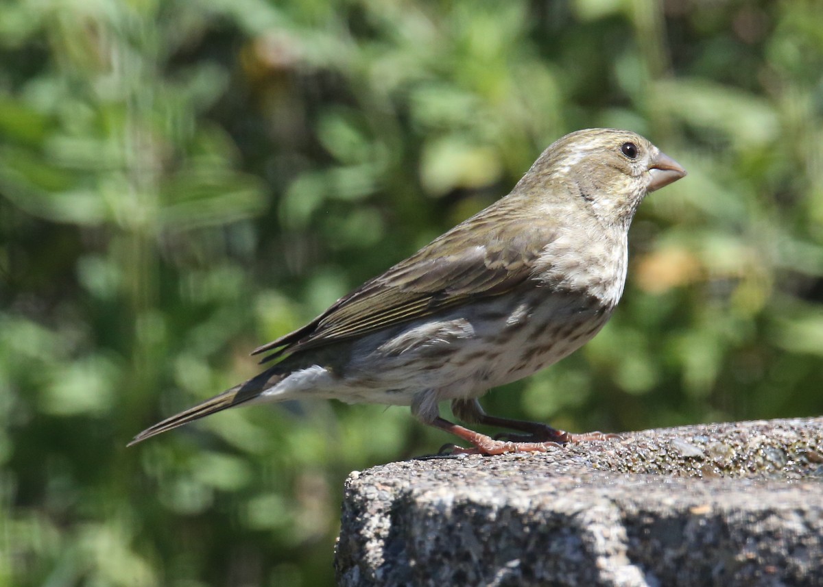 Purple Finch - Linda Dalton