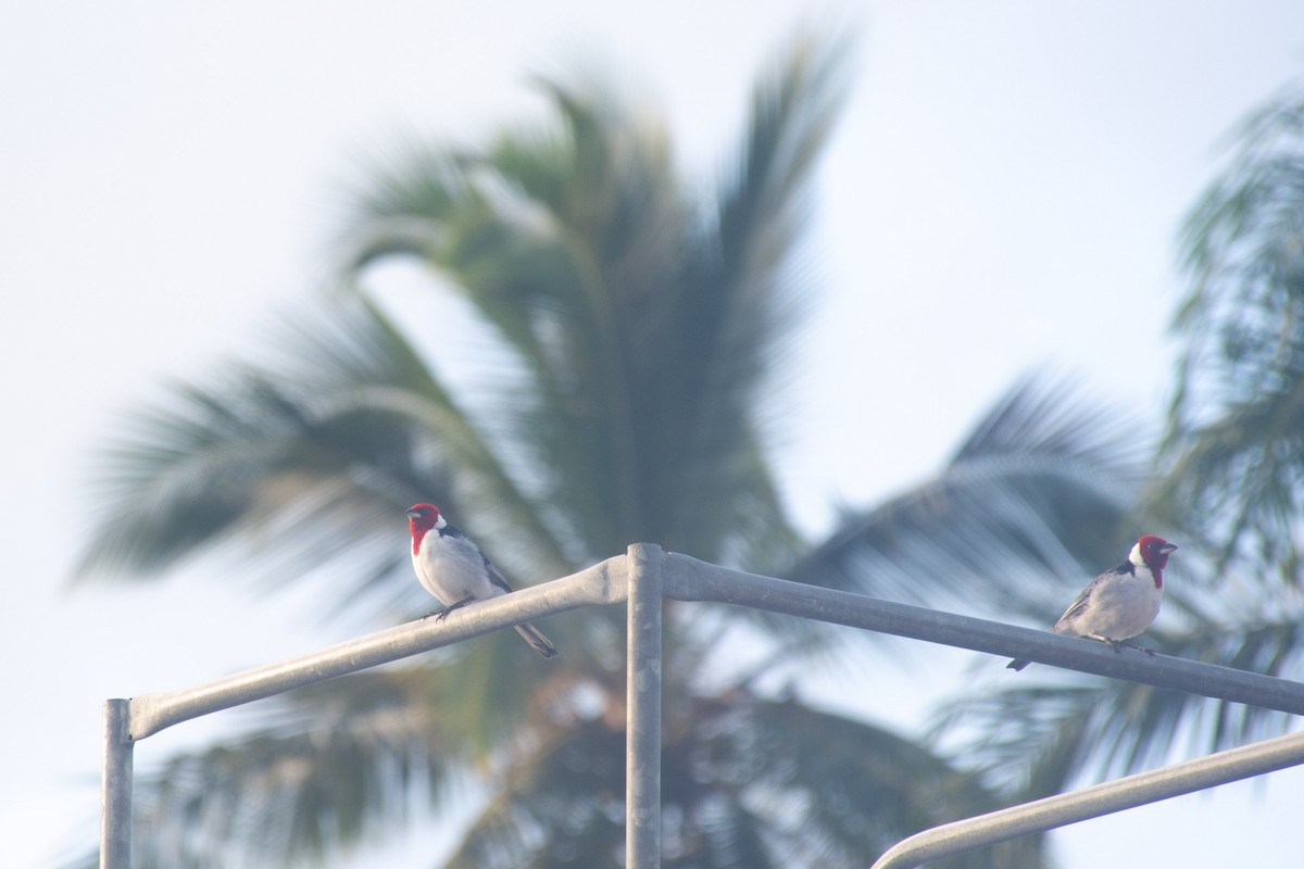 Red-cowled Cardinal - ML620703694