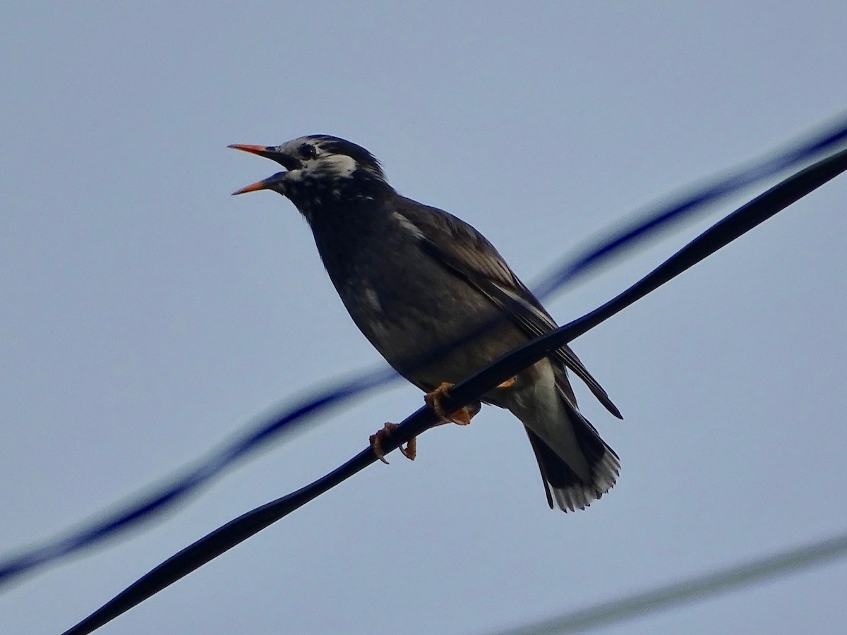 White-cheeked Starling - ML620703695