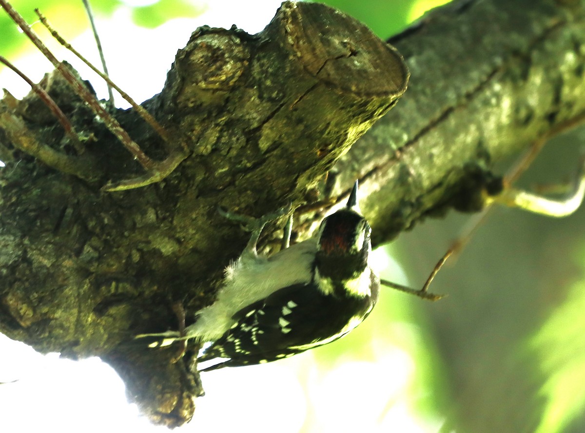 Downy Woodpecker - ML620703696