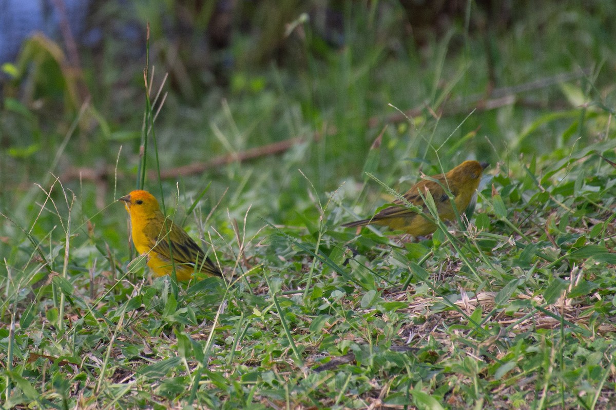 Saffron Finch - ML620703700