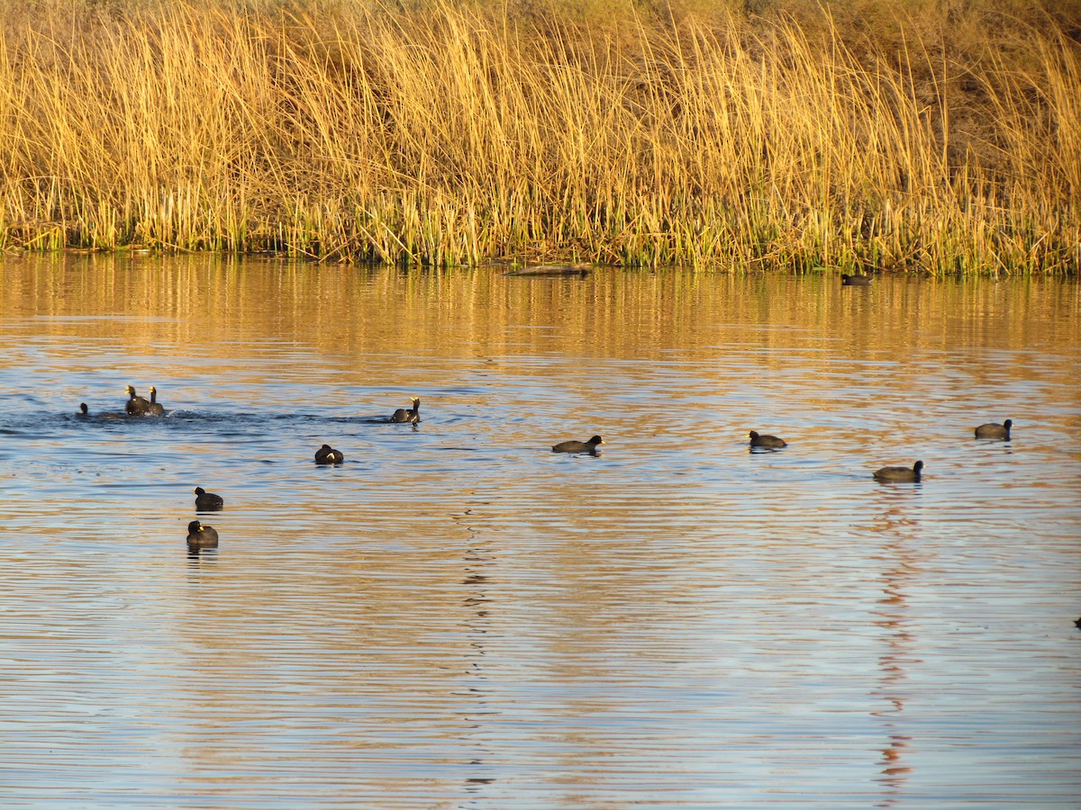 Red-gartered Coot - ML620703702