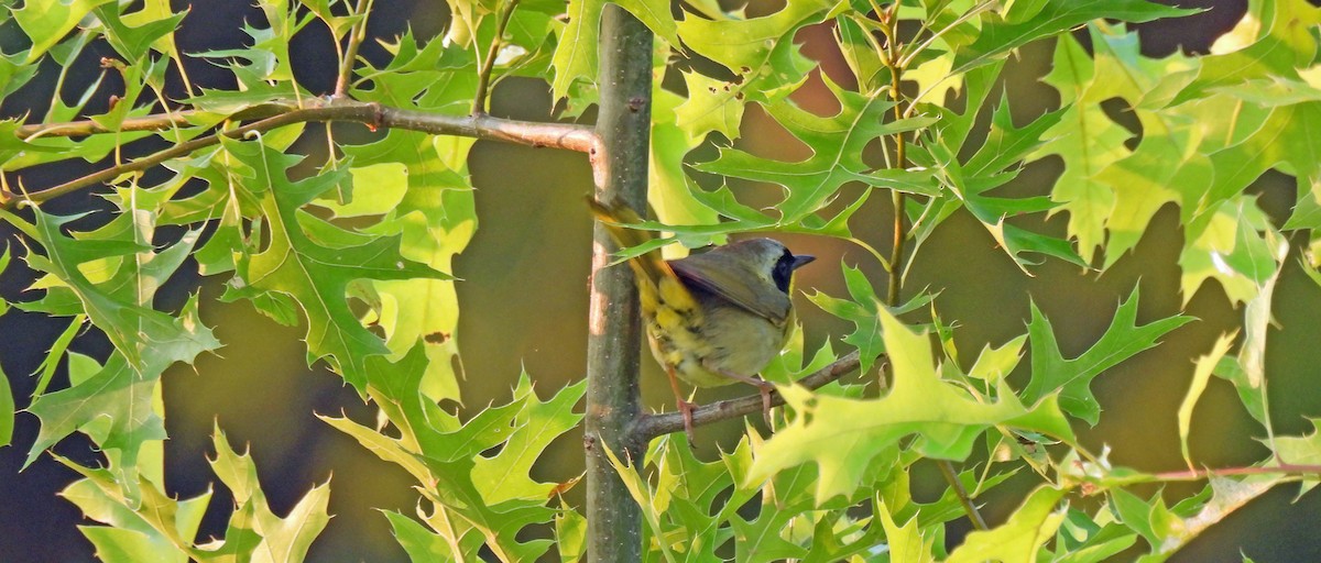 Common Yellowthroat - ML620703706