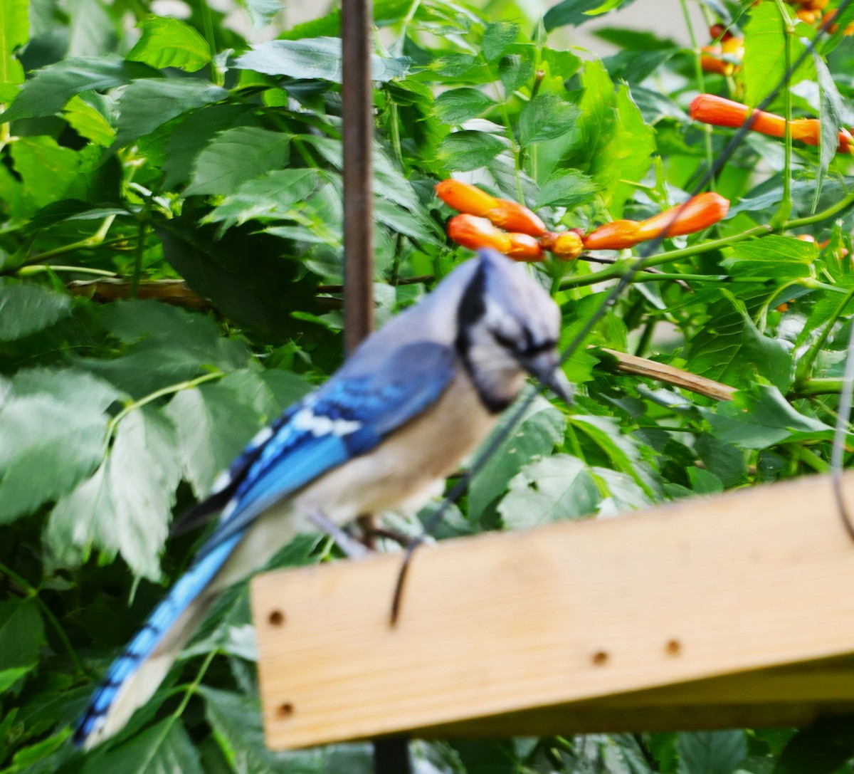 Blue Jay - ML620703707