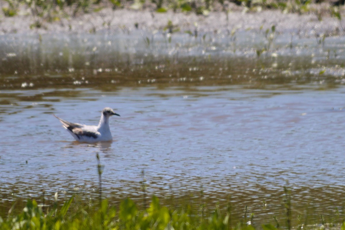 Bonaparte's Gull - ML620703708