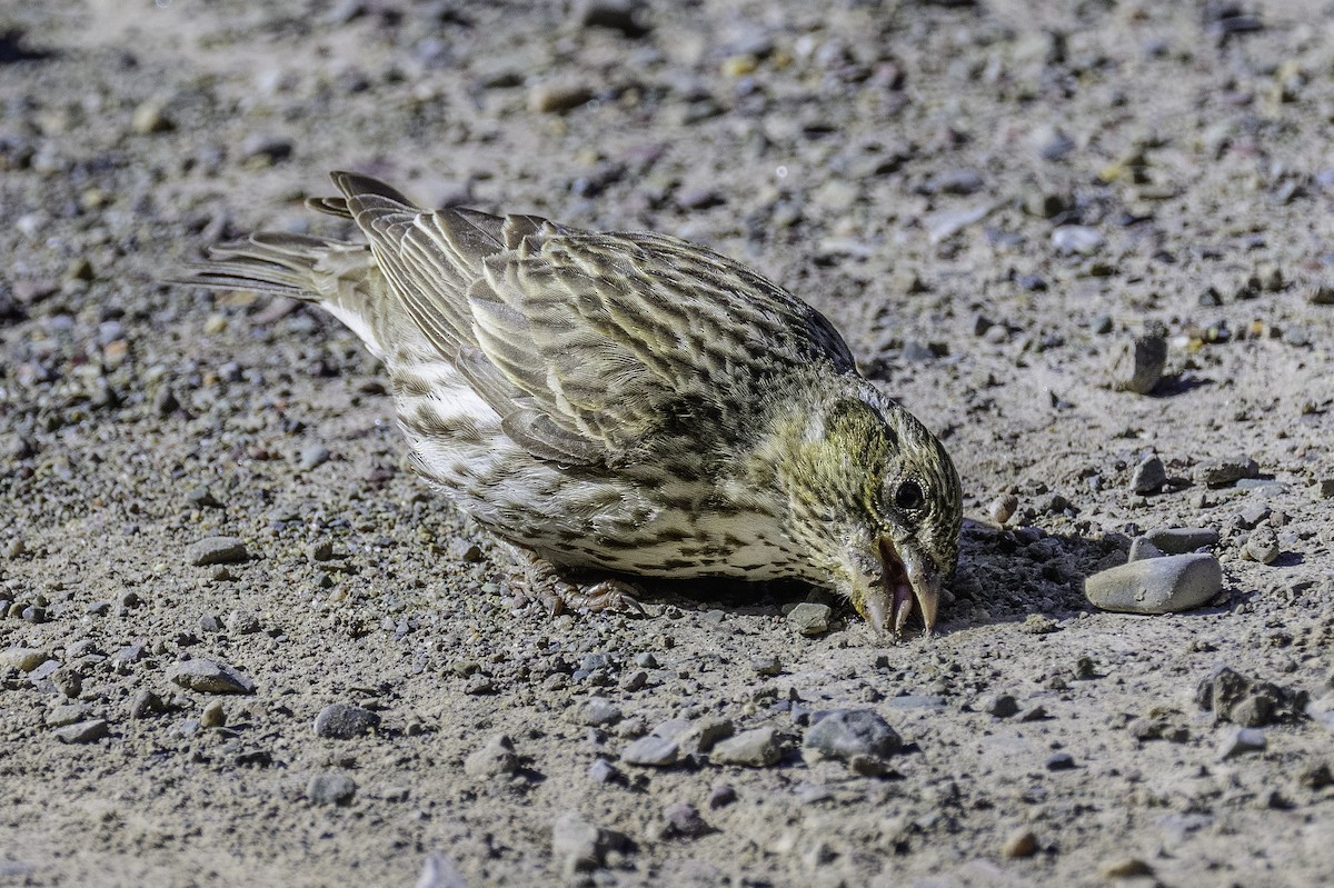 Cassin's Finch - ML620703710