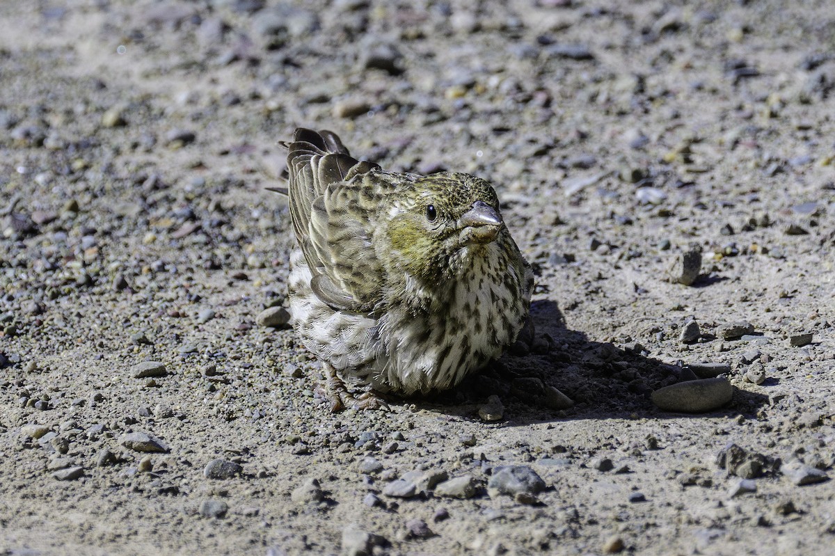 Cassin's Finch - Vicki St Germaine