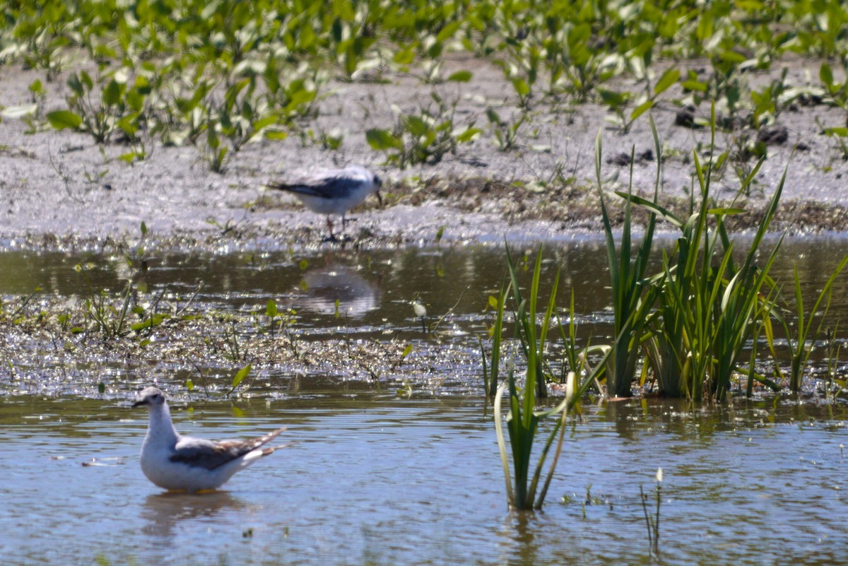 Bonaparte's Gull - Anonymous