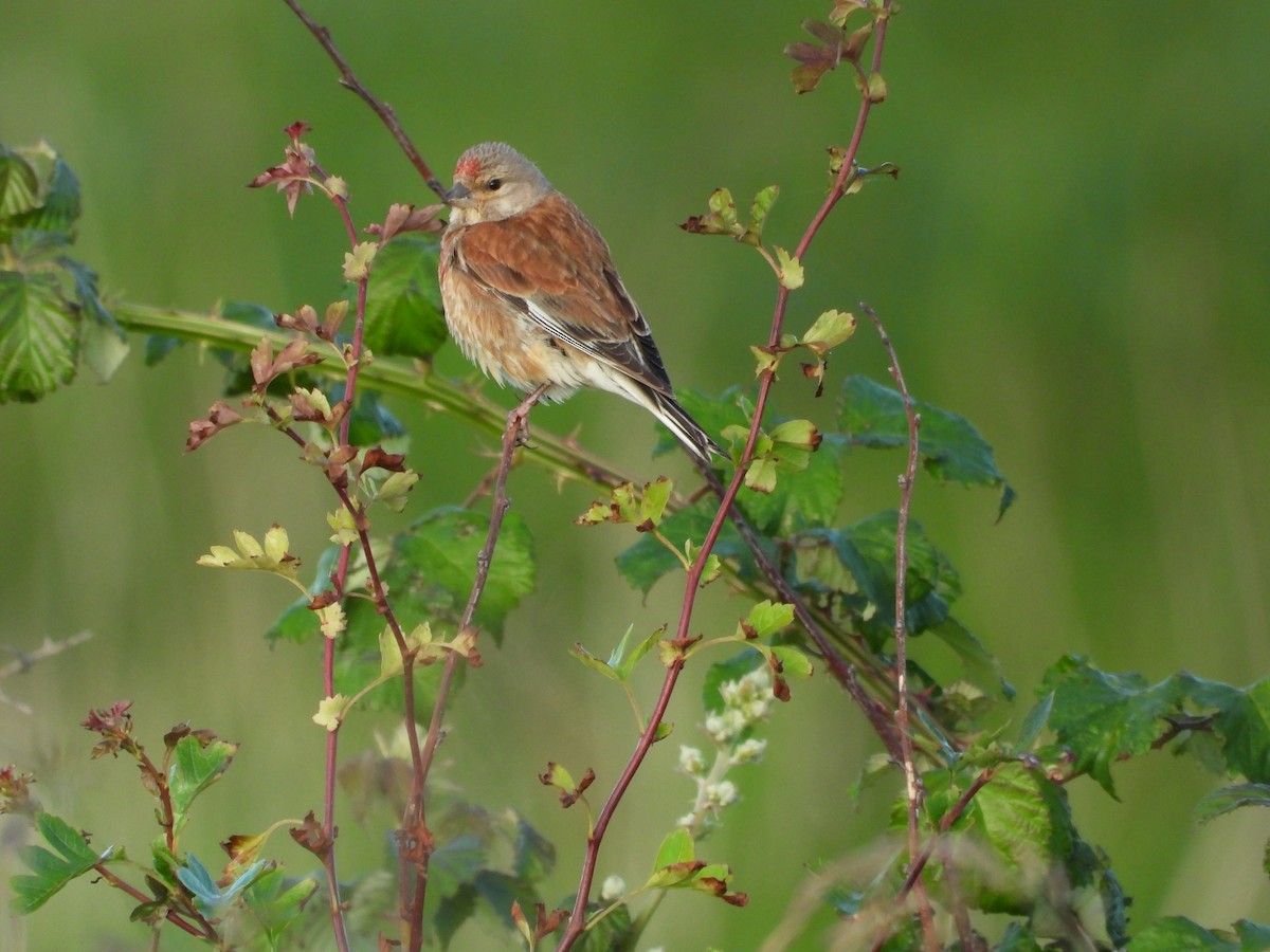 Eurasian Linnet - ML620703713