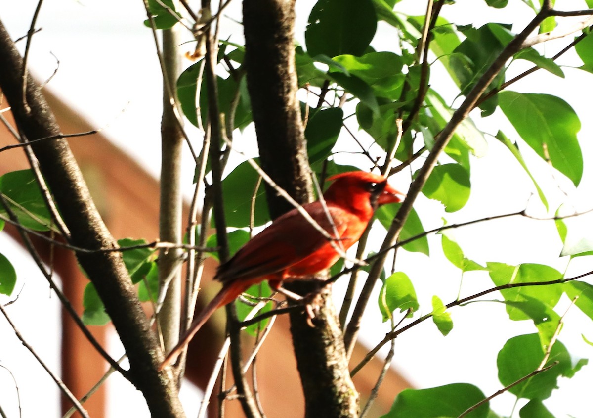 Northern Cardinal - ML620703716