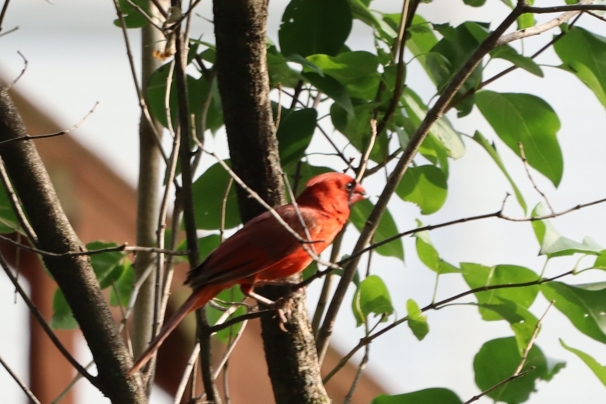 Northern Cardinal - ML620703717