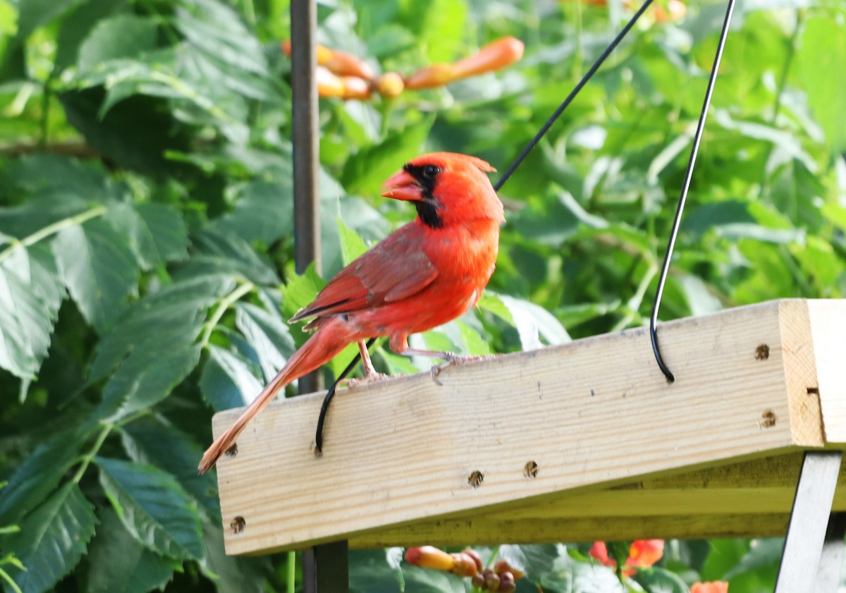 Northern Cardinal - ML620703719