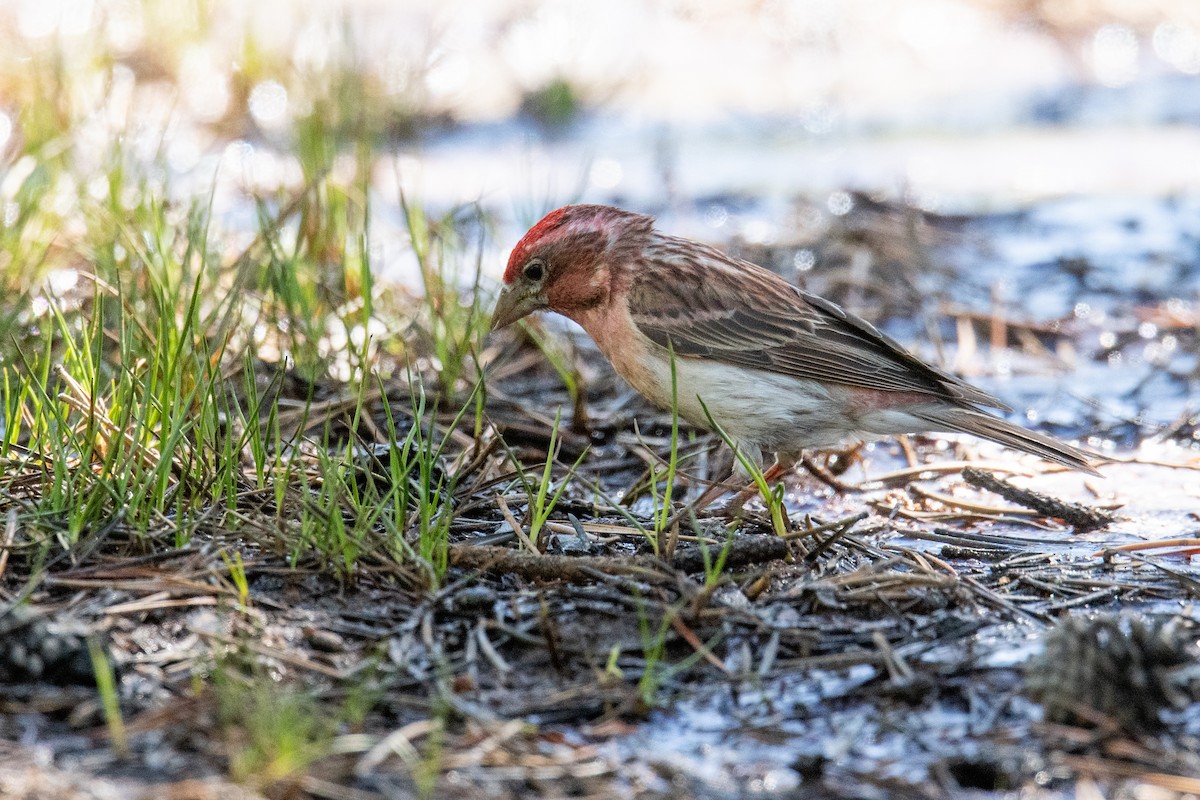 Cassin's Finch - ML620703722