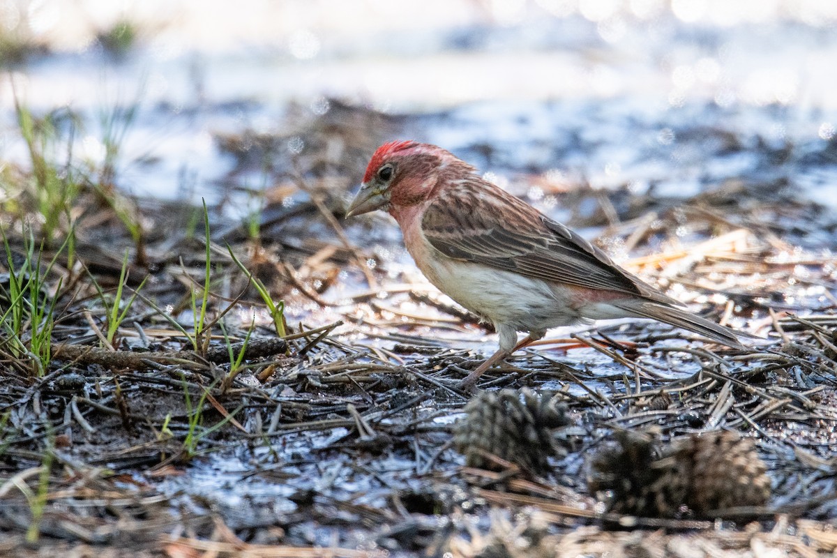 Cassin's Finch - ML620703723