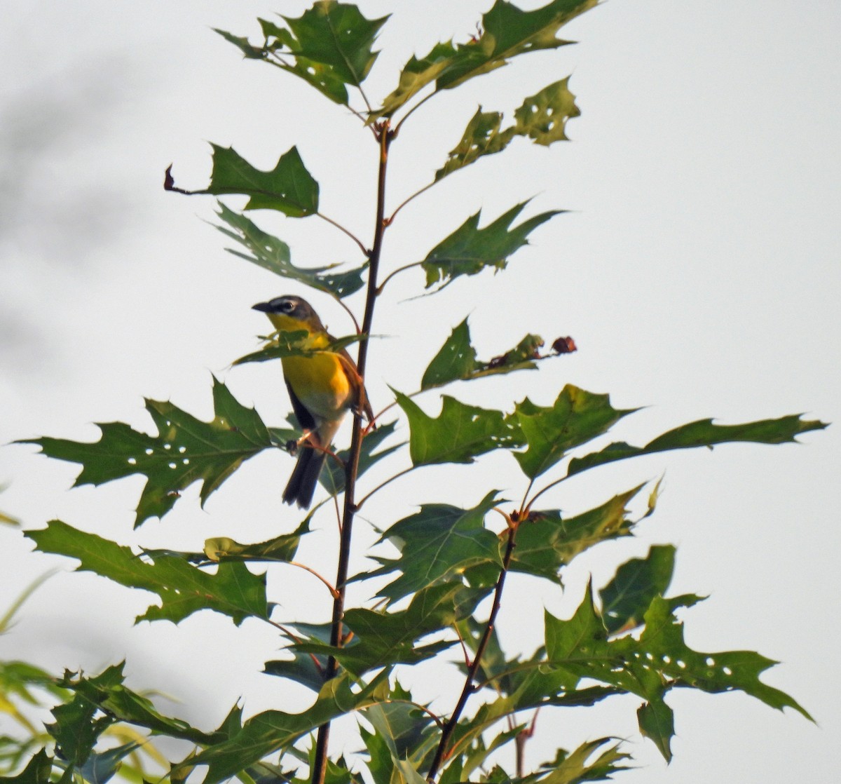 Yellow-breasted Chat - ML620703724