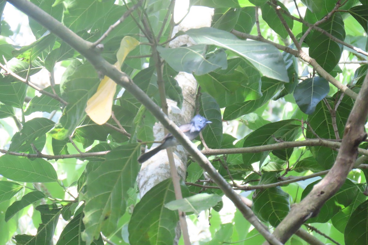 Black-naped Monarch - ML620703726