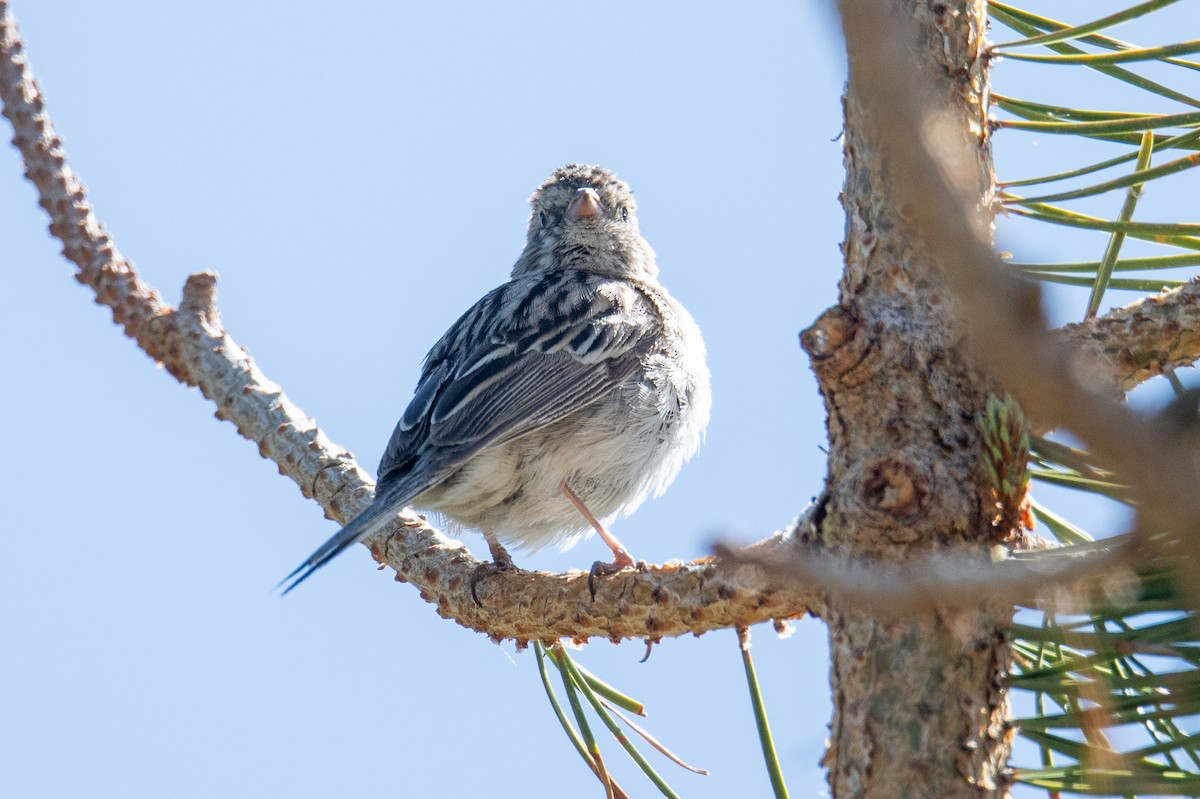 Brewer's Sparrow - ML620703727