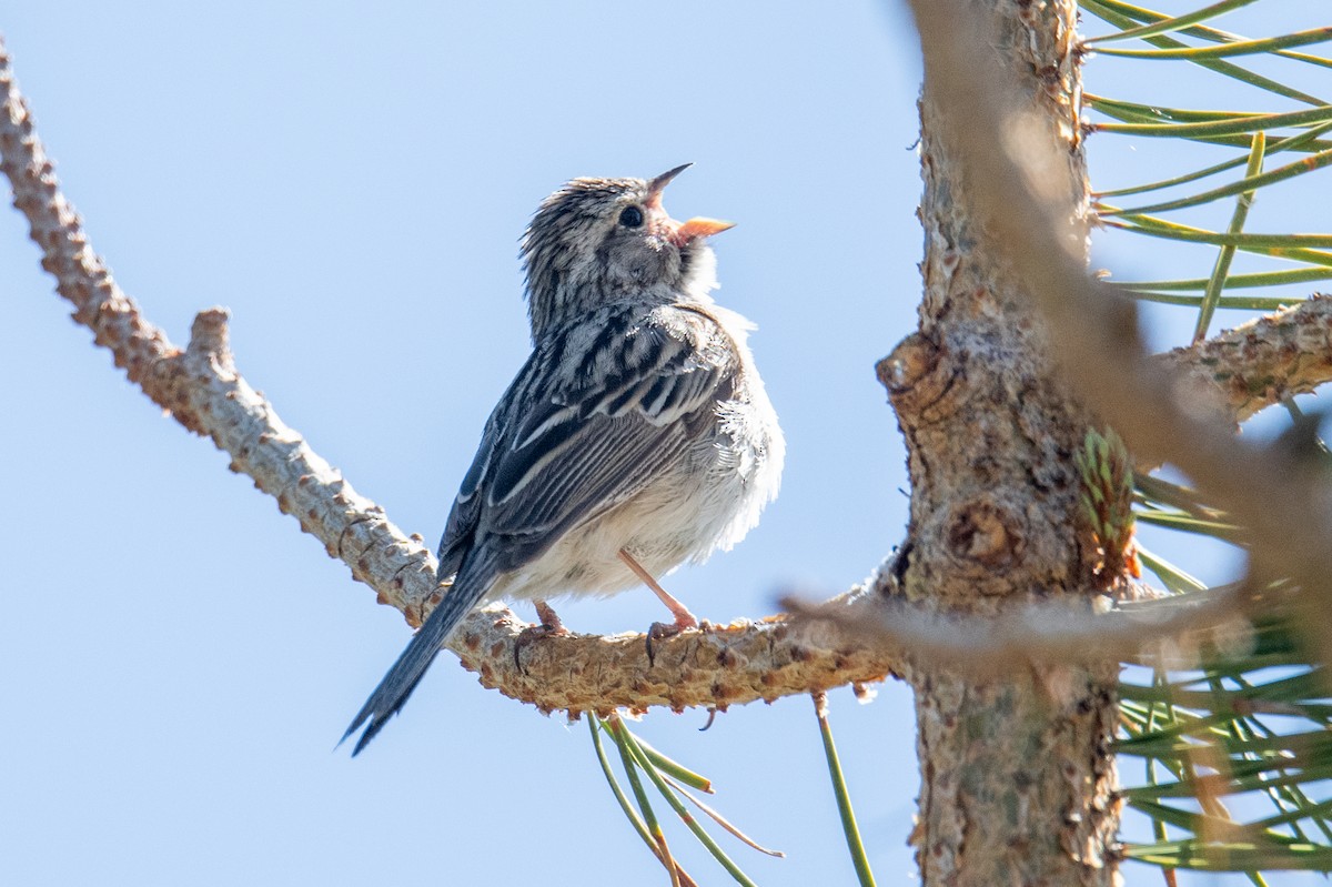 Brewer's Sparrow - ML620703728