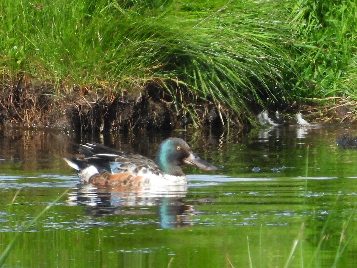 Canard souchet - ML620703730