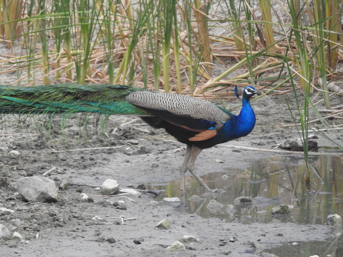 Indian Peafowl - ML620703732