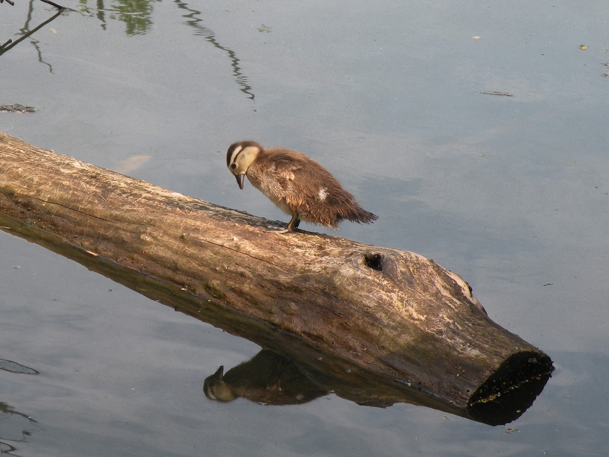 Wood Duck - ML620703735