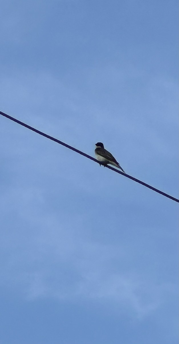 Eastern Kingbird - ML620703738