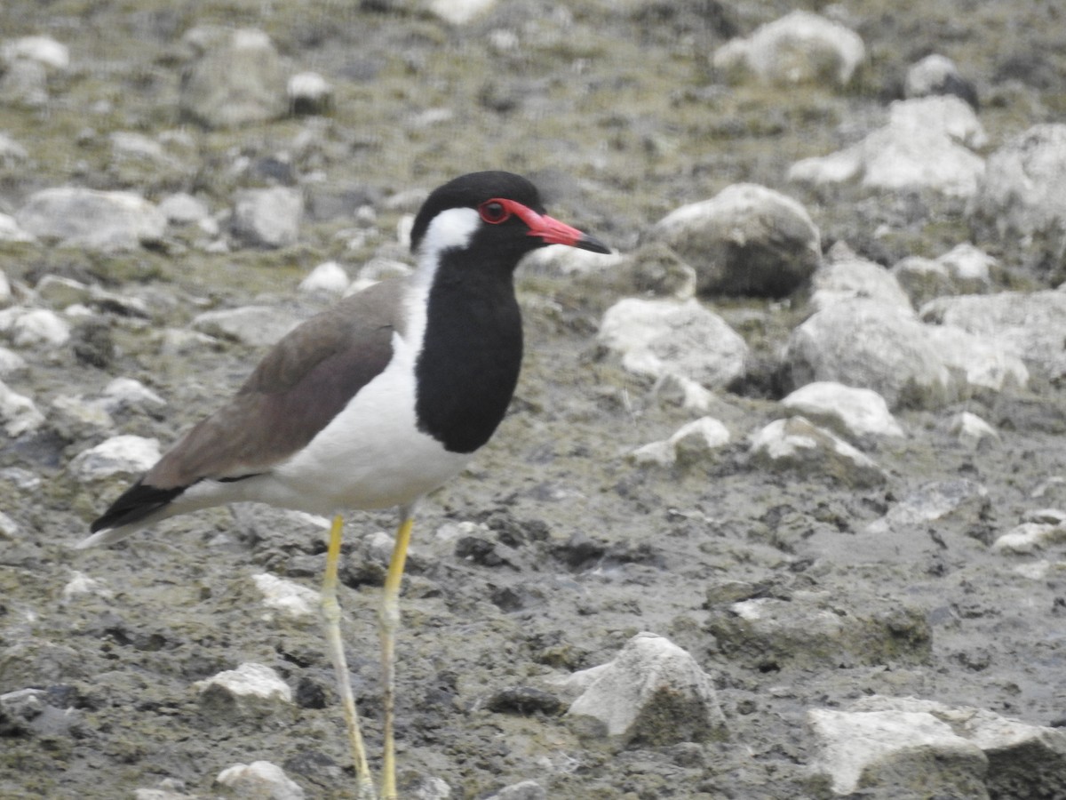 Red-wattled Lapwing - ML620703740