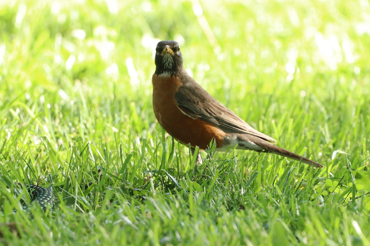 American Robin - Charlotte Croshaw