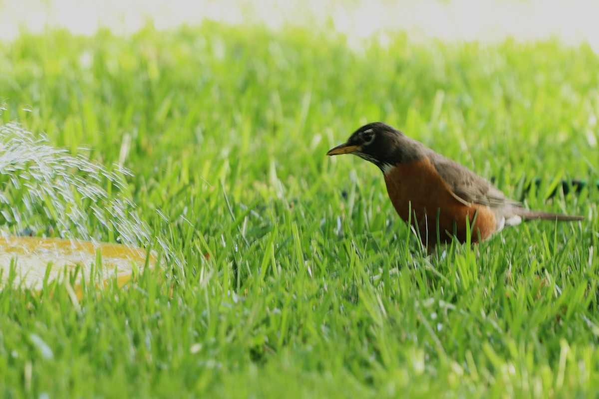 American Robin - ML620703747