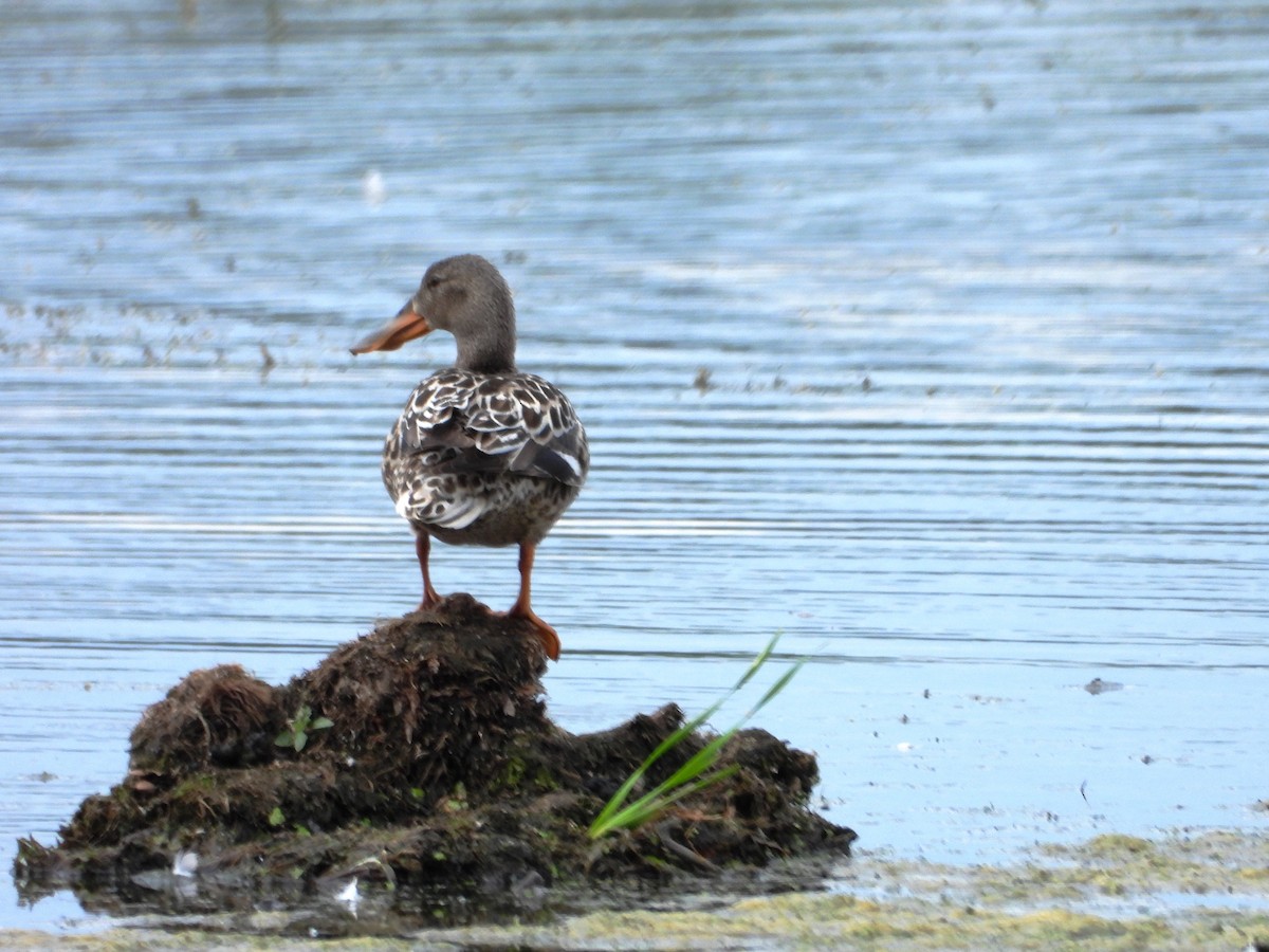 Northern Shoveler - Charlotte Dallaire