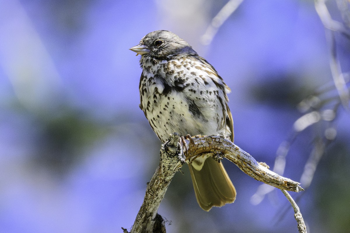 Fox Sparrow - ML620703754