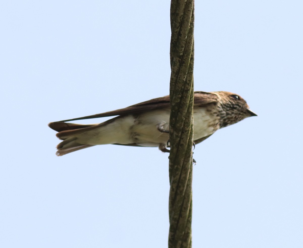 Streak-throated Swallow - ML620703755