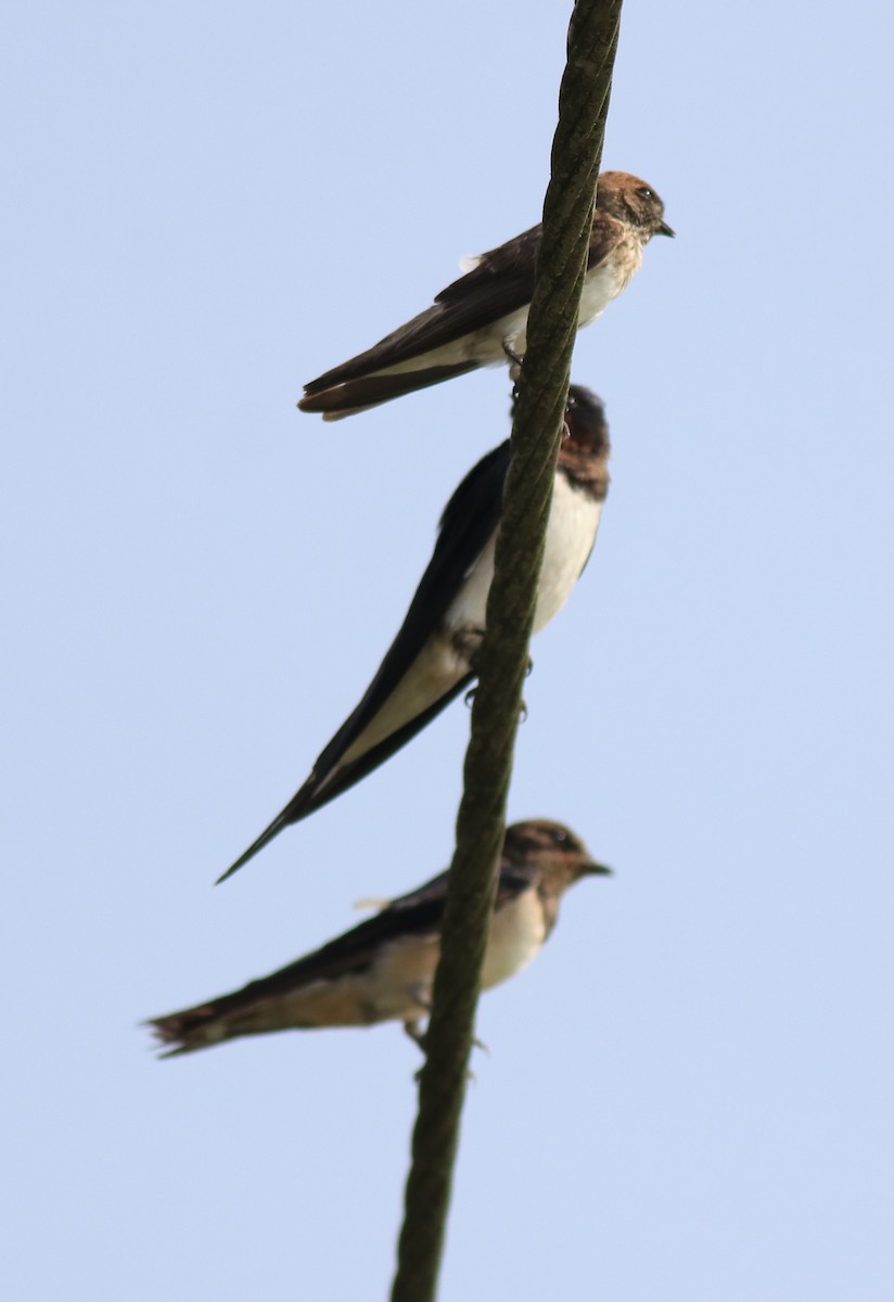 Streak-throated Swallow - ML620703756