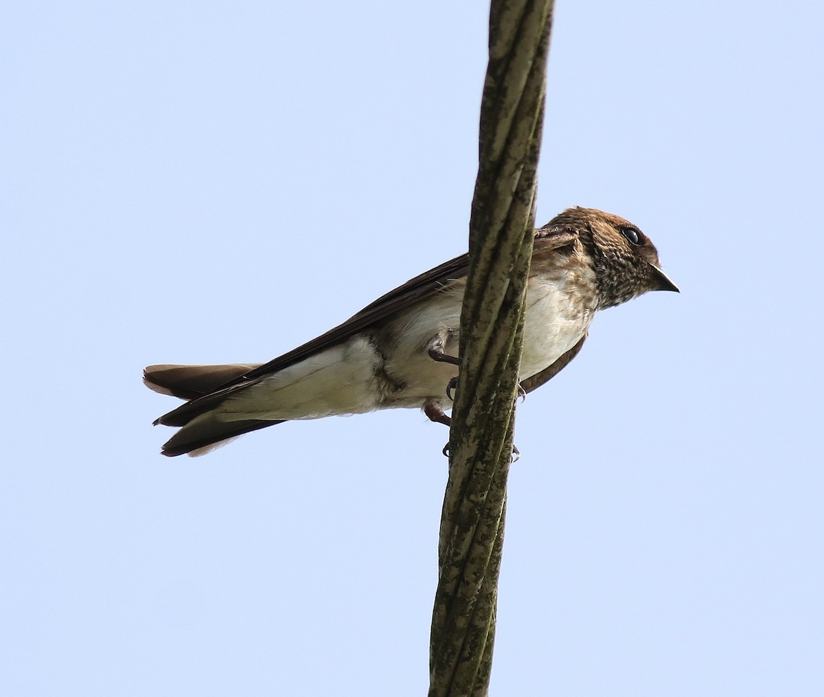 Streak-throated Swallow - ML620703757