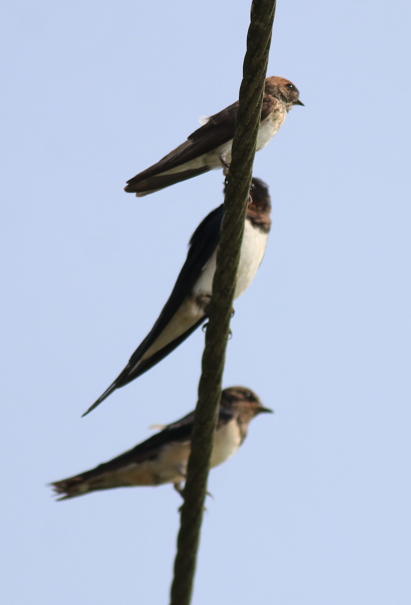 Streak-throated Swallow - ML620703758