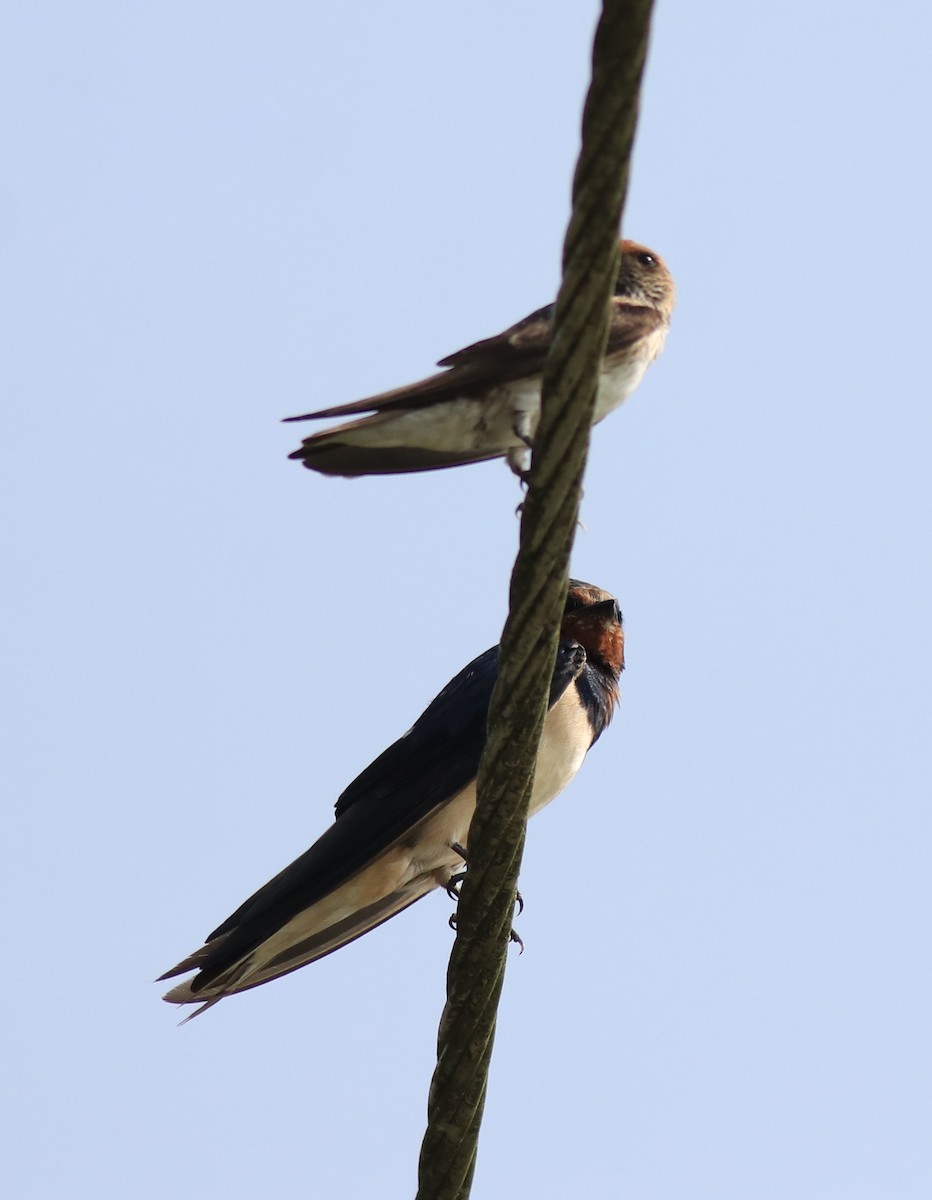 Streak-throated Swallow - Afsar Nayakkan