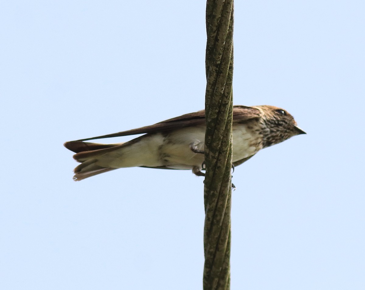 Streak-throated Swallow - ML620703760