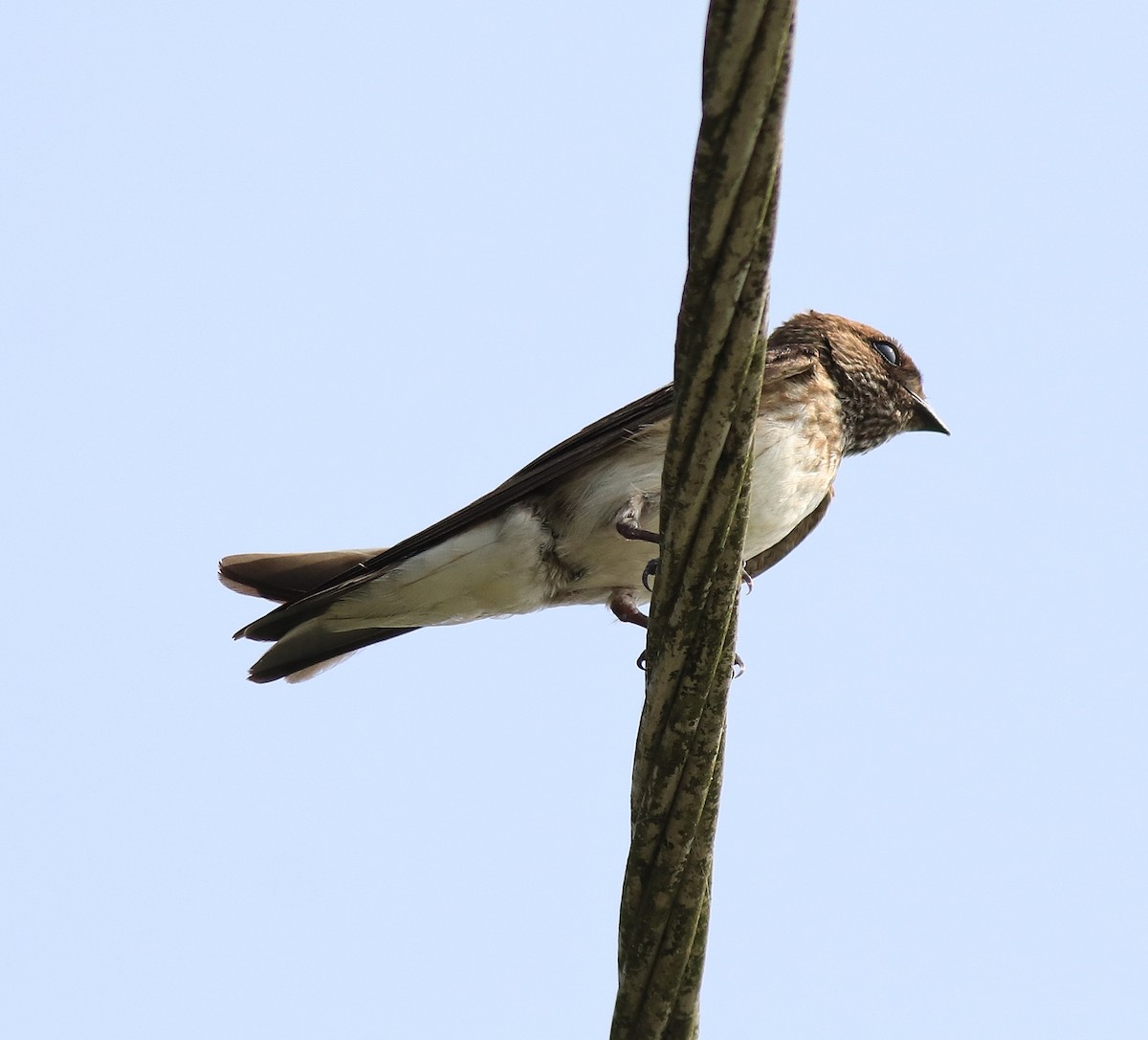 Streak-throated Swallow - ML620703764