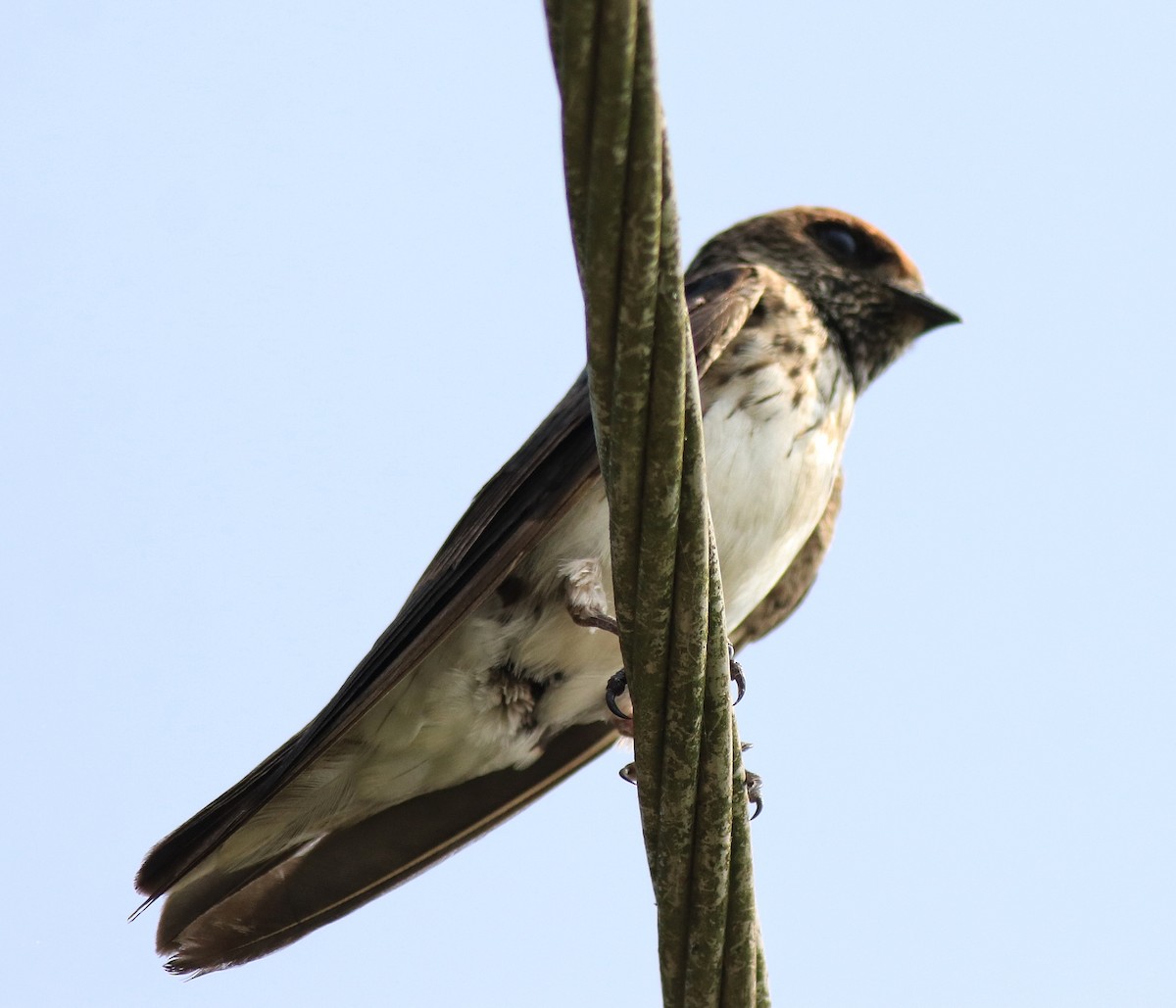 Streak-throated Swallow - ML620703766