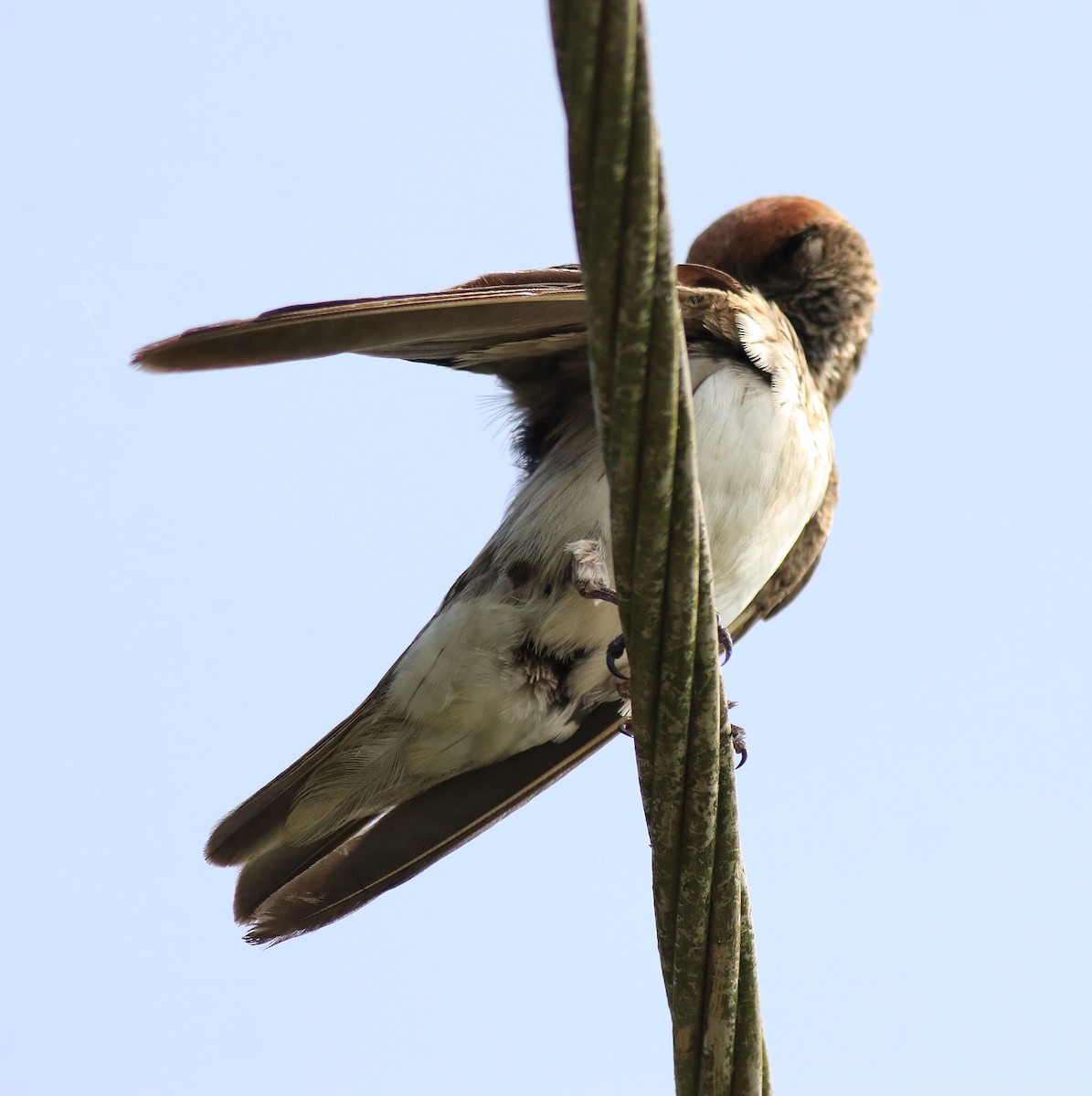 Streak-throated Swallow - Afsar Nayakkan