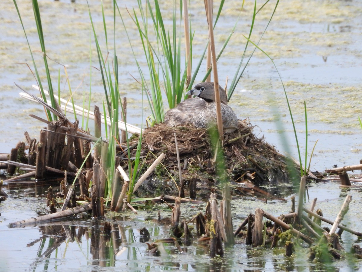 Pied-billed Grebe - ML620703772