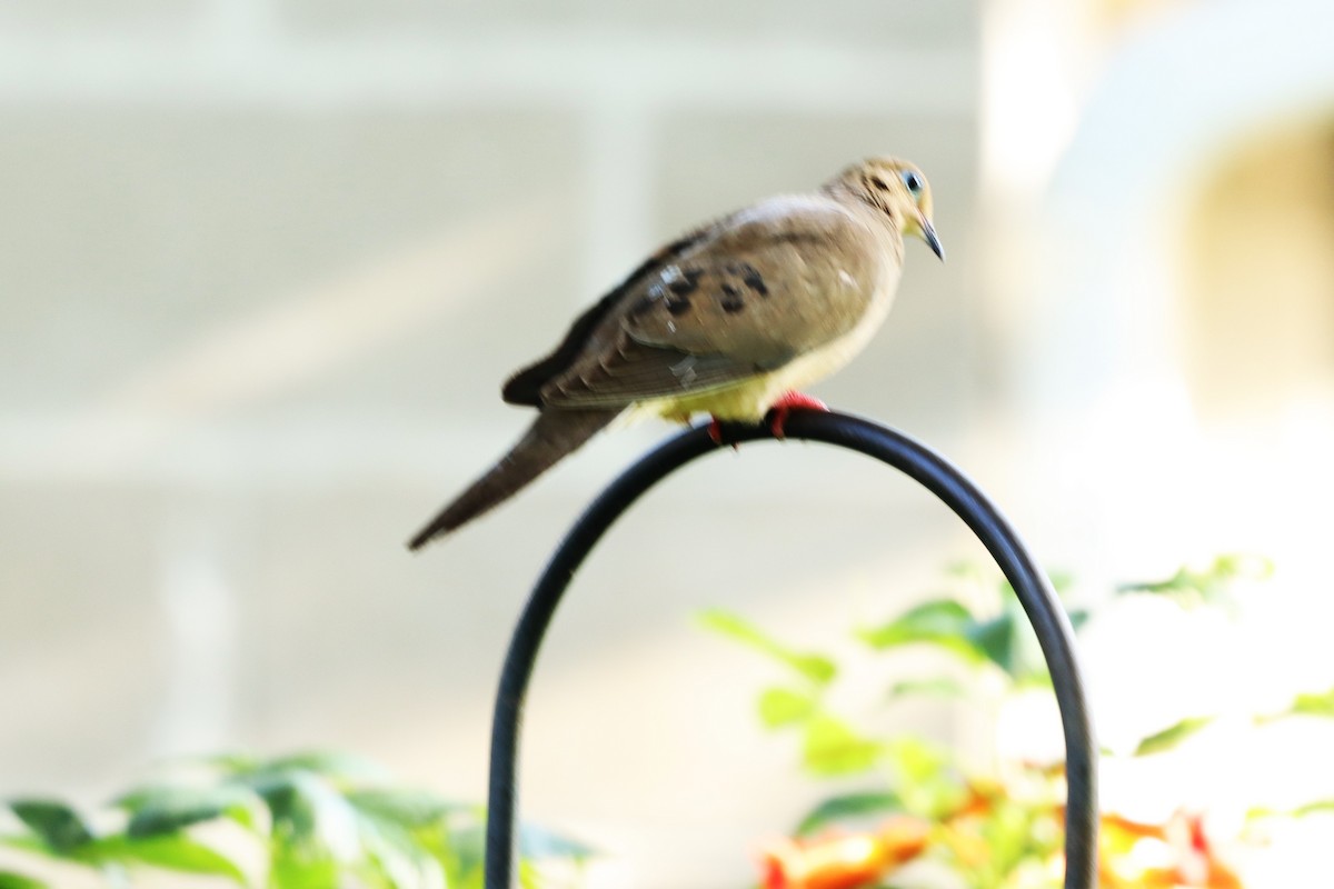 Mourning Dove - ML620703773