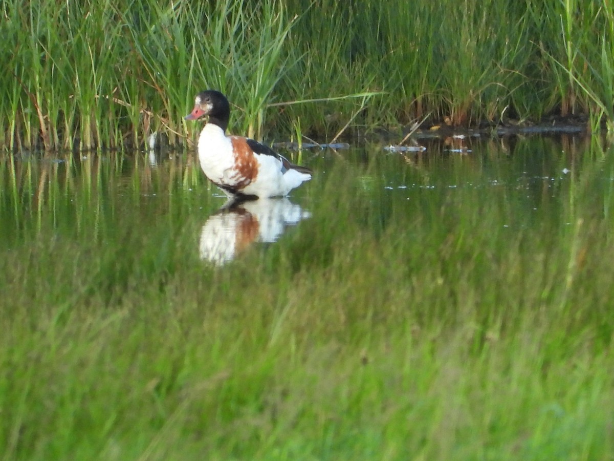 Common Shelduck - ML620703774