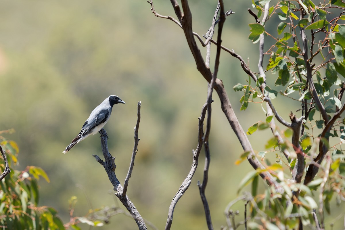 Black-faced Cuckooshrike - ML620703776