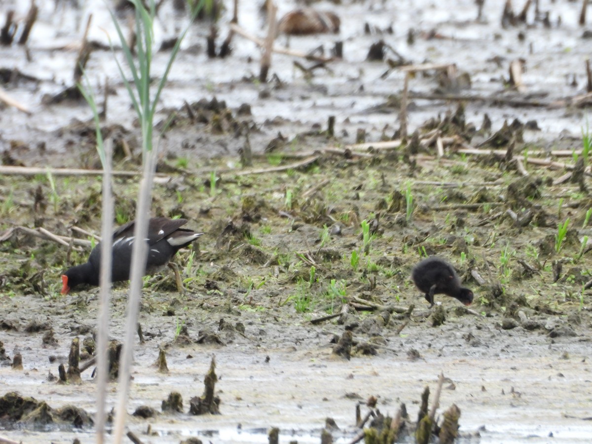 Gallinule d'Amérique - ML620703777