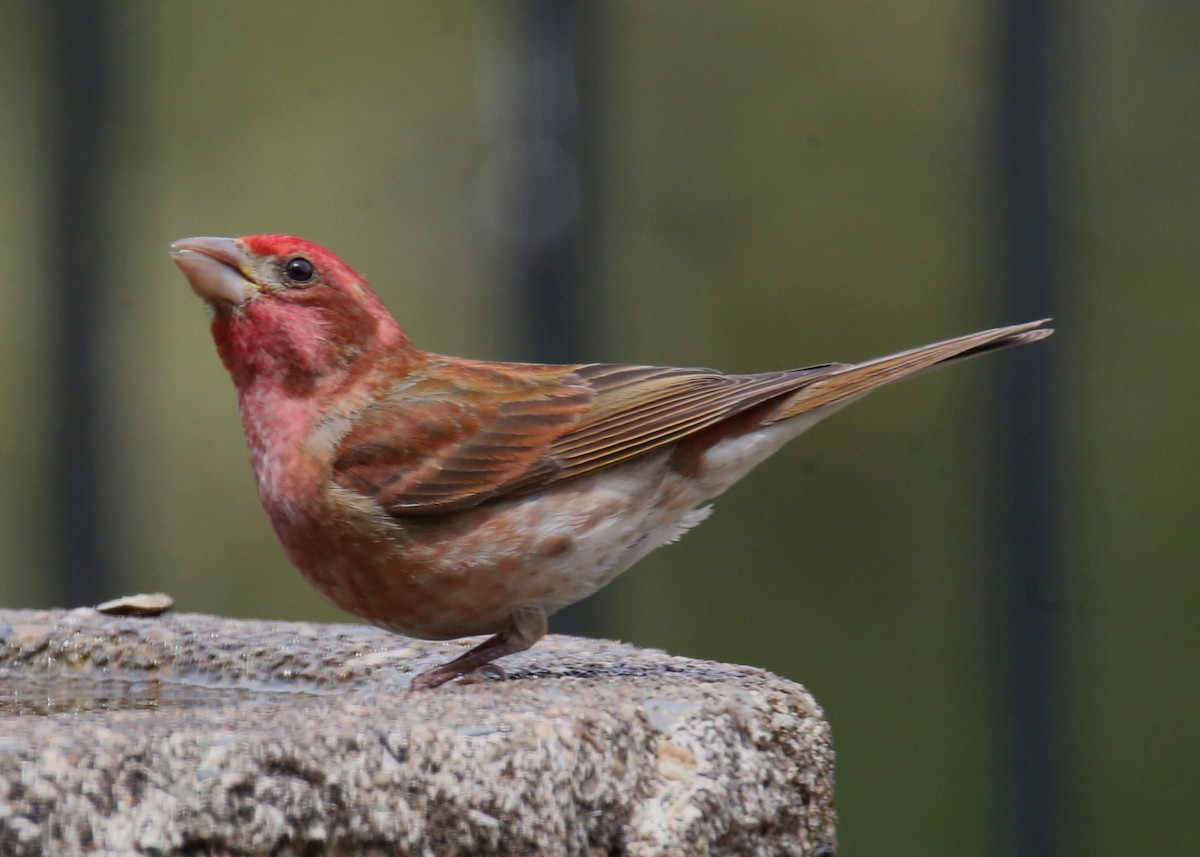 Purple Finch - ML620703778